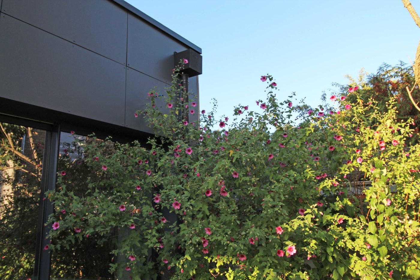 Philippe_Zerbib_Architecte_construction_maisons_contemporaines_ossature_bois_projet_maison_Maillard_IMG_0141